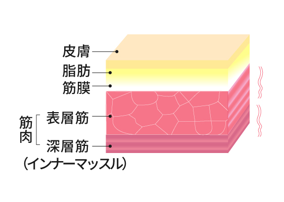 フカハリメソッドのメカニズム：筋肉の緊張